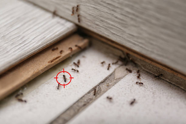 Reliable Chalfont, PA Pest Control Solutions